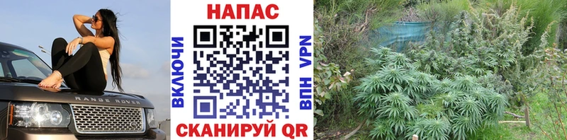 наркотики Мегион блэк спрут зеркало Бошки марихуана план